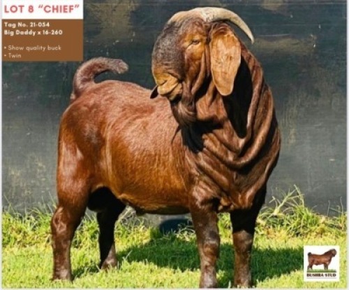 LOT 8 1 x KALAHARI RED BUCK BUSHRA STUD