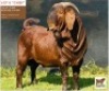 LOT 8 1 x KALAHARI RED BUCK BUSHRA STUD