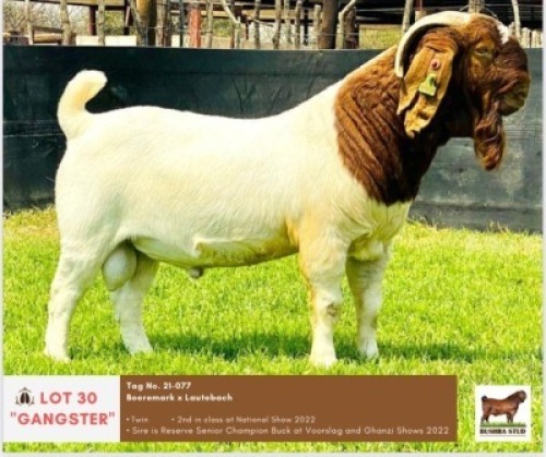 LOT 30 1 x BOER GOAT BUCK BUSHRA STUD