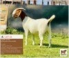LOT 32 1 x BOER GOAT EWE BUSHRA STUD