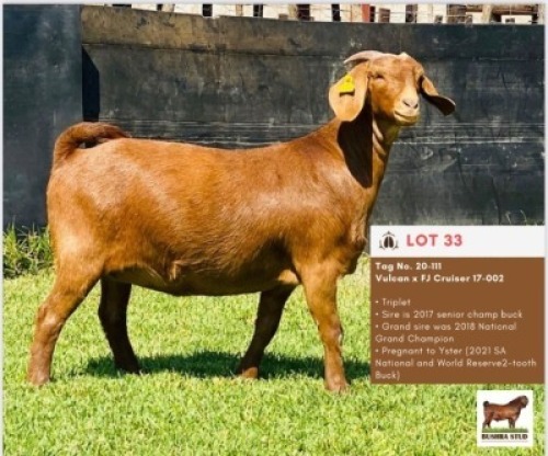 LOT 33 1 x KALAHARI RED EWE BUSHRA STUD