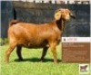 LOT 33 1 x KALAHARI RED EWE BUSHRA STUD