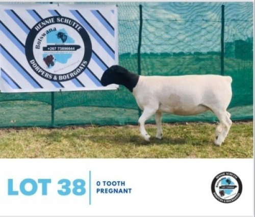 LOT 38 1 x BLACK HEAD DORPER EWE HENNIE SCHUTTE DORPERS & BOER GOATS