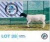 LOT 38 1 x BLACK HEAD DORPER EWE HENNIE SCHUTTE DORPERS & BOER GOATS
