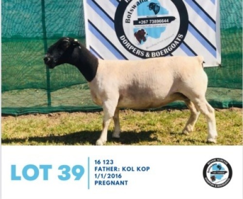 LOT 39 1 x BLACK HEAD DORPER EWE HENNIE SCHUTTE DORPERS & BOER GOATS