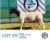 LOT 39 1 x BLACK HEAD DORPER EWE HENNIE SCHUTTE DORPERS & BOER GOATS