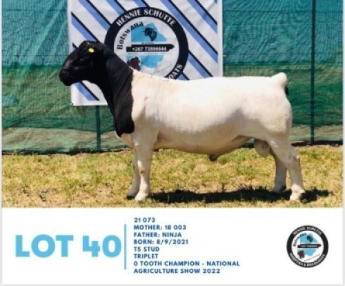 LOT 40 1 x BLACK HEAD DORPER RAM HENNIE SCHUTTE DORPERS & BOER GOATS