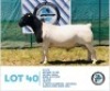 LOT 40 1 x BLACK HEAD DORPER RAM HENNIE SCHUTTE DORPERS & BOER GOATS