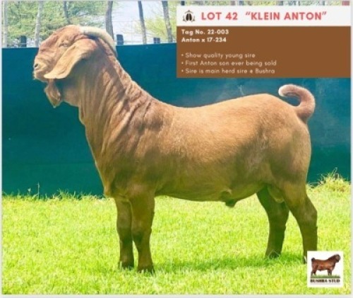 LOT 42 1 x KALAHARI RED BUCK BUSHRA STUD