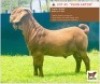 LOT 42 1 x KALAHARI RED BUCK BUSHRA STUD