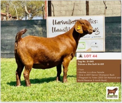 LOT 44 1 x KALAHARI RED EWE BUSHRA STUD