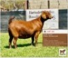 LOT 44 1 x KALAHARI RED EWE BUSHRA STUD