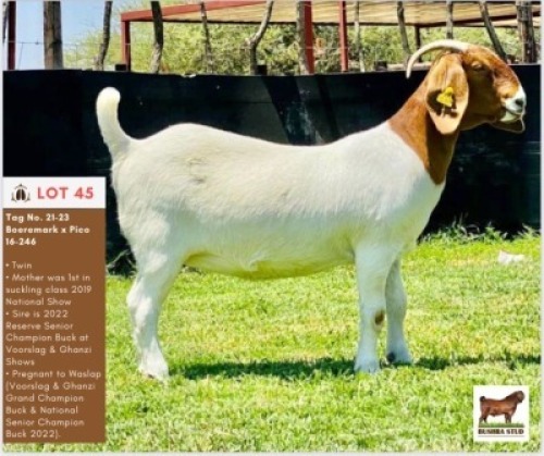LOT 45 1 x BOER GOAT EWE BUSHRA STUD