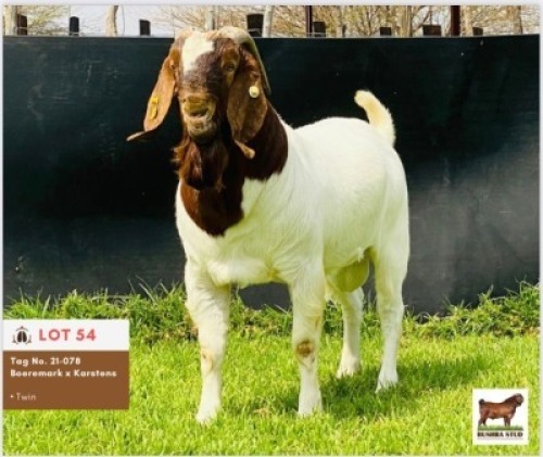 LOT 54 1 x BOER GOAT BUCK BUSHRA STUD