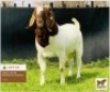 LOT 54 1 x BOER GOAT BUCK BUSHRA STUD