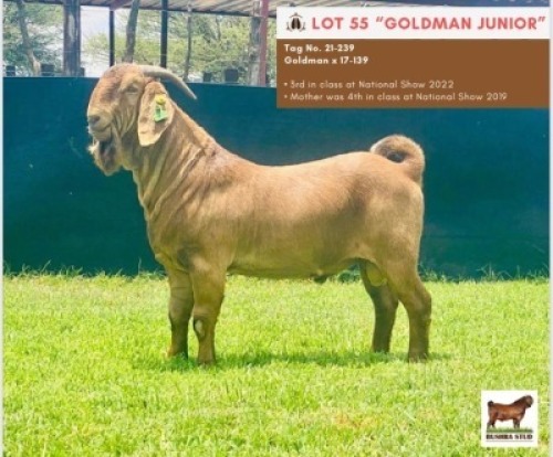 LOT 55 1 x KALAHARI RED BUCK BUSHRA STUD