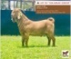 LOT 55 1 x KALAHARI RED BUCK BUSHRA STUD