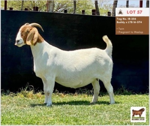 LOT 57 1 x BOER GOAT EWE BUSHRA STUD