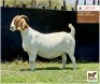 LOT 57 1 x BOER GOAT EWE BUSHRA STUD