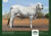 1 x BRAHMAN HEIFER GRANDIN STUDS