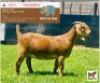 DONATION LOT - LOT 1 1 x KALAHARI RED EWE BUSHRA STUD