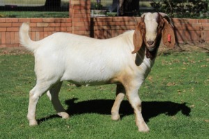 1X BOERBOK RAM Makgat Boerbokstoet - STOET