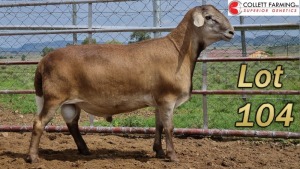 WITHDRAW - LOT 104 1X MEATMASTER RAM SUPERIOR GENETICS