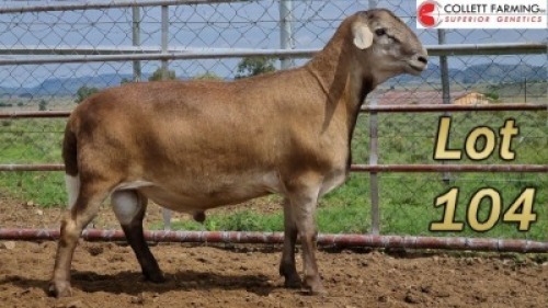 WITHDRAW - LOT 104 1X MEATMASTER RAM SUPERIOR GENETICS