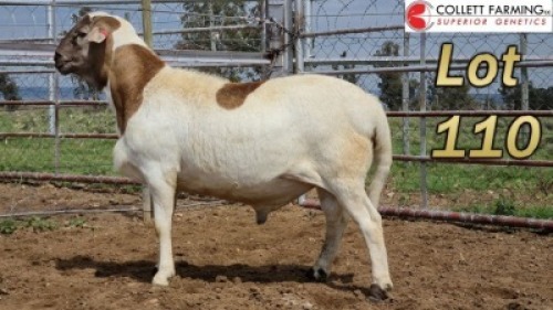 LOT 110 1X MEATMASTER RAM LA ROCHELLE GENETICS