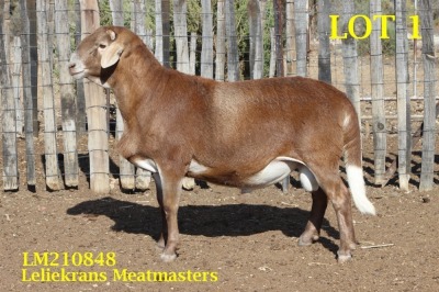 LOT 1 1X MEATMASTER RAM LELIEKRANS MEATMASTERS