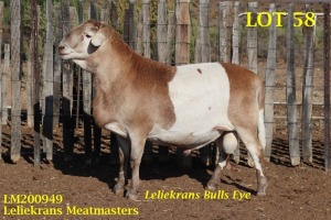 LOT 58 1X MEATMASTER RAM LELIEKRANS MEATMASTERS