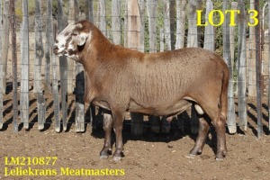 LOT 3 1X MEATMASTER RAM LELIEKRANS MEATMASTERS