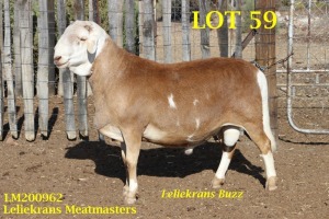 LOT 59 1X MEATMASTER RAM LELIEKRANS MEATMASTERS