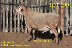 LOT 100 1X MEATMASTER RAM LELIEKRANS MEATMASTERS