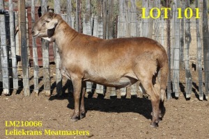 LOT 101 1X MEATMASTER RAM LELIEKRANS MEATMASTERS