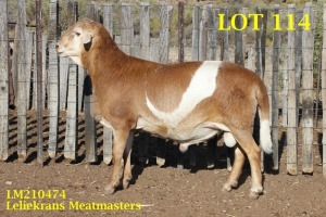 LOT 114 1X MEATMASTER RAM LELIEKRANS MEATMASTERS