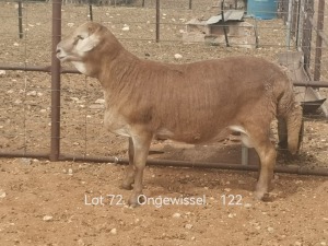 LOT 72 1X MEATMASTER RAM DIRKSTEENKAMP MEATMASTERS