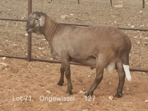 WITHDRAW - LOT 71 1X MEATMASTER RAM DIRKSTEENKAMP MEATMASTERS