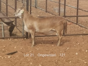 WITHDRAW - LOT 21 1X MEATMASTER RAM DIRK STEENKAMP MEATMASTERS