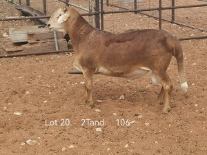 LOT 20 1X MEATMASTER RAM DIRK STEENKAMP MEATMASTERS