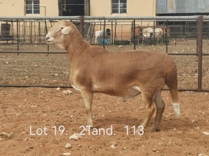 LOT 19 1X MEATMASTER RAM DIRK STEENKAMP MEATMASTERS