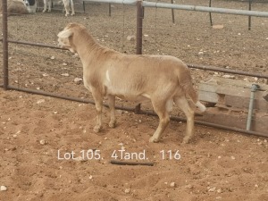 LOT 105 2X MEATMASTER RAM DIRKSTEENKAMP MEATMASTERS