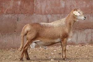 LOT 67 1X MEATMASTER RAM HANRI MEATMASTERS