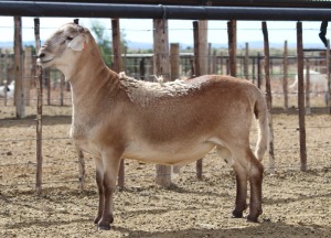 LOT 15 1X MEATMASTER RAM HANRI MEATMASTERS