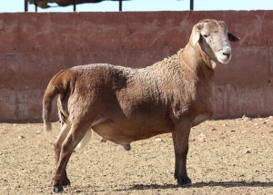 LOT 13 1X MEATMASTER RAM HANRI MEATMASTERS