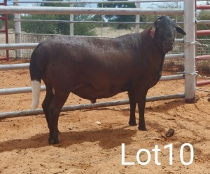 LOT 10 1X MEATMASTER VER VAN HIER MEATMASTERS STAFFORD PIETER 0823735019