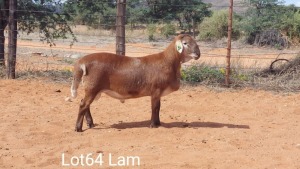 WITHDRAW - LOT 64 1X MEATMASTER VER VAN HIER MEATMASTERS STAFFORD PIETER 0823735019