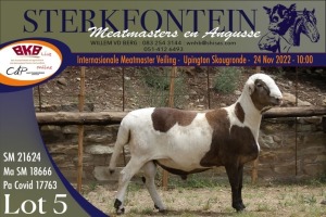 LOT 5 1X MEATMASTER RAM STERKFONTEIN MEATMASTERS