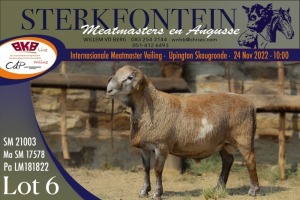 LOT 6 1X MEATMASTER RAM STERKFONTEIN MEATMASTERS