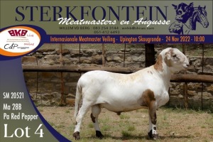 LOT 4 1X MEATMASTER RAM STERKFONTEIN MEATMASTERS